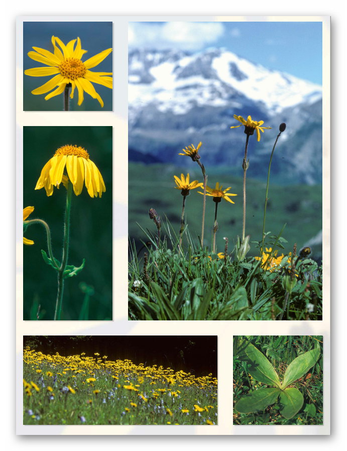 Arnica montana