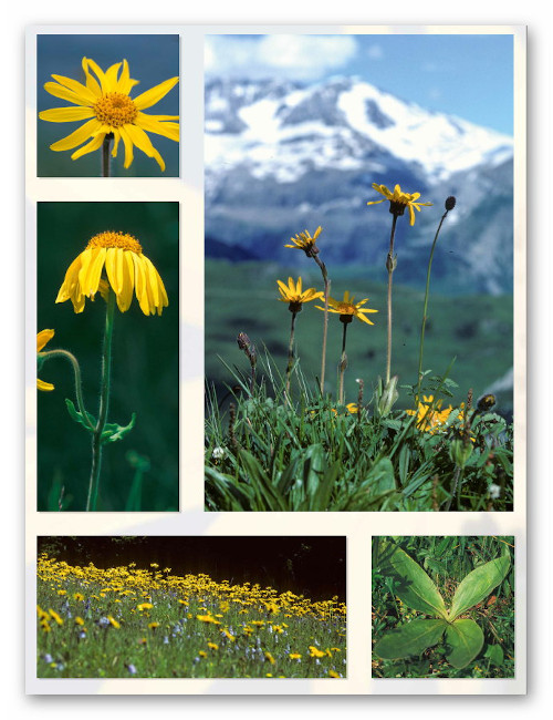 Arnica montana