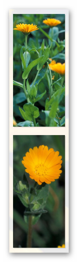 Calendula